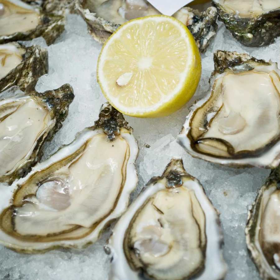 oysters-on-ice